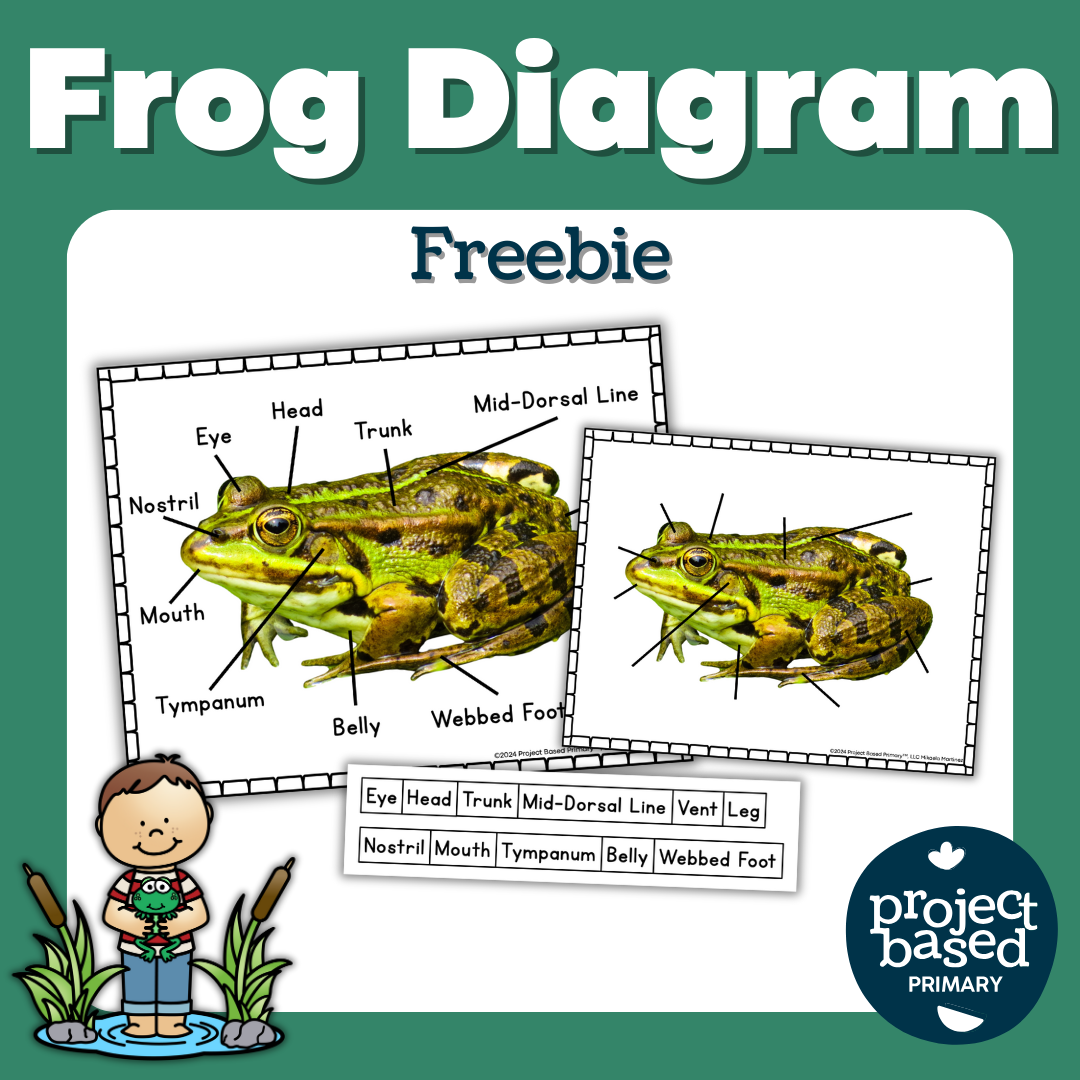 Frog Programms Frog Diagram Freebie – Project Based Primary