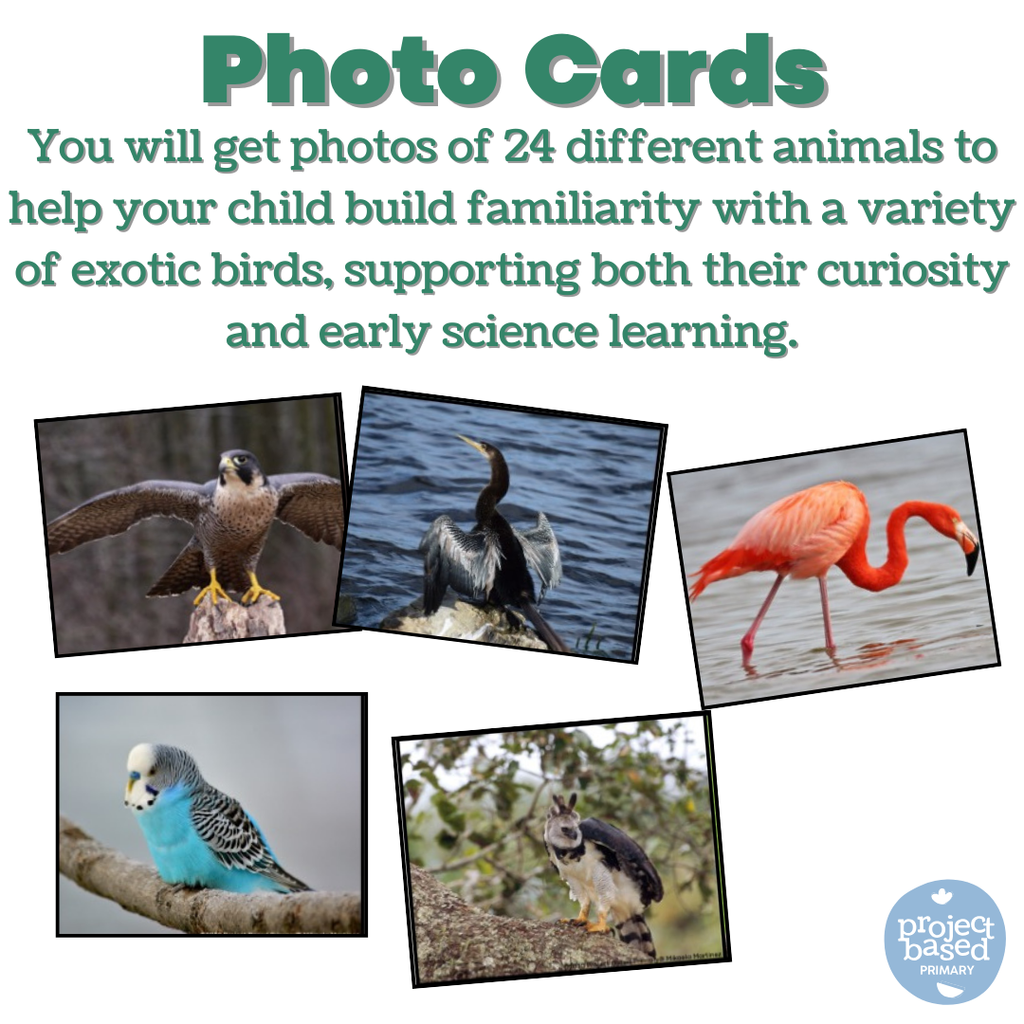 Exotic Birds Matching Cards