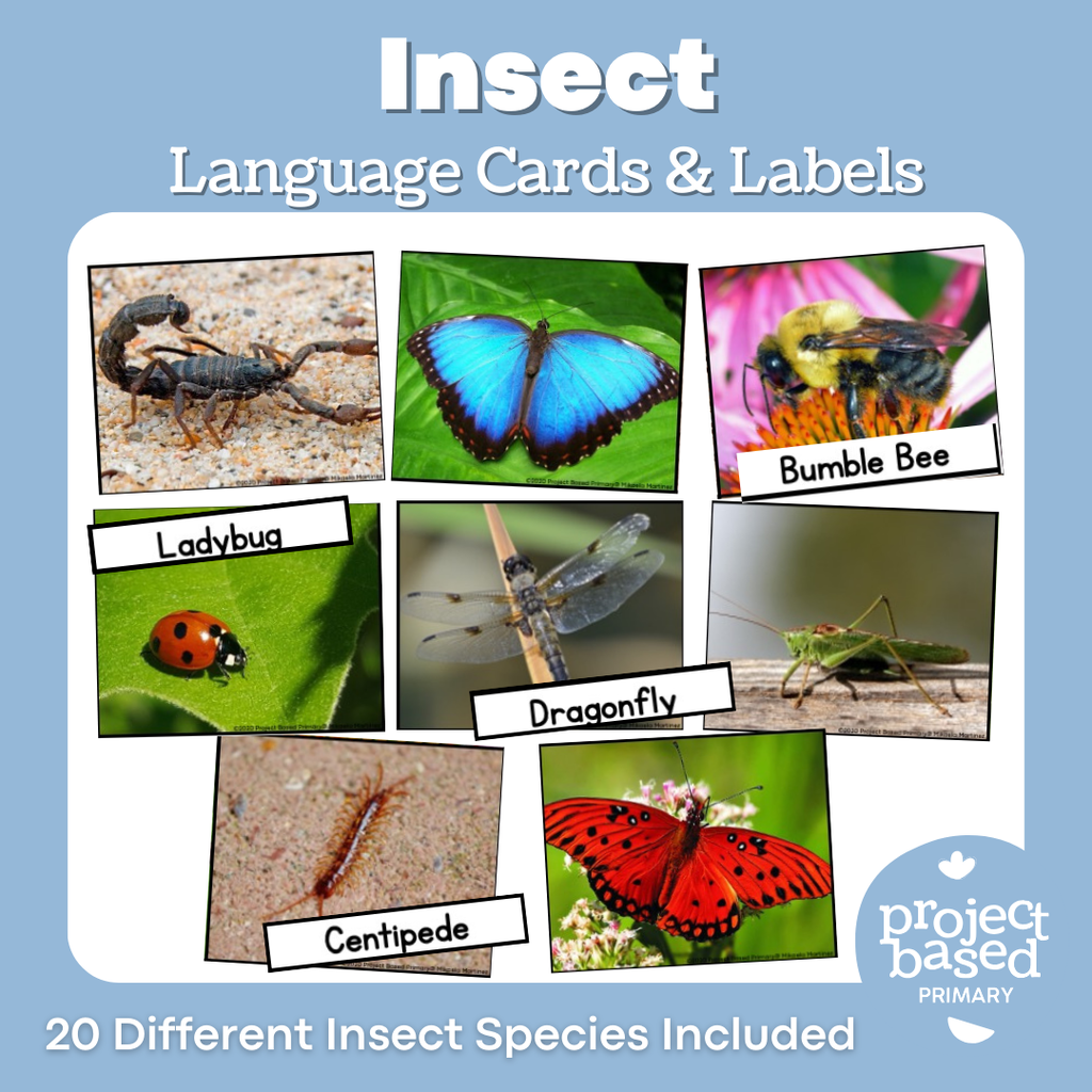 Montessori Insect Matching Cards (Safari Toob compatible)