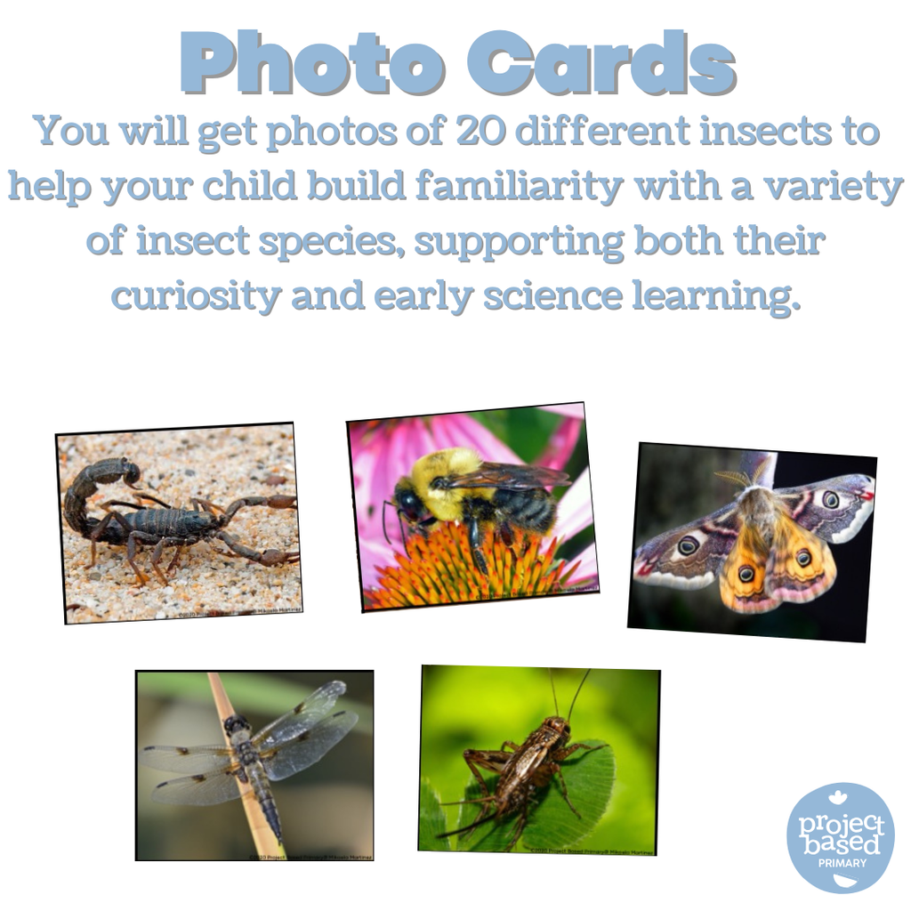 Montessori Insect Matching Cards (Safari Toob compatible)