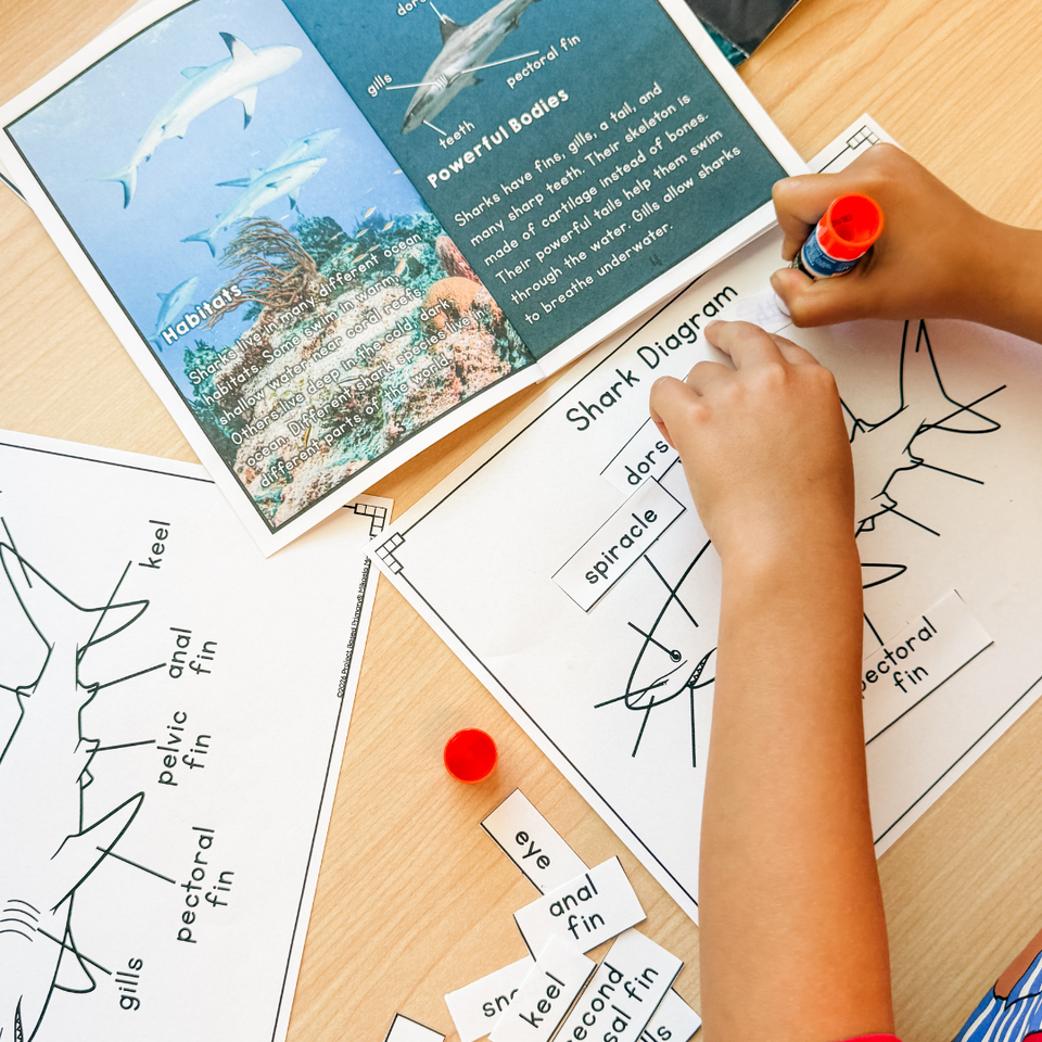 Project Based Primary Project Based Primary | Hands-On Learning for Ages 18m–6+