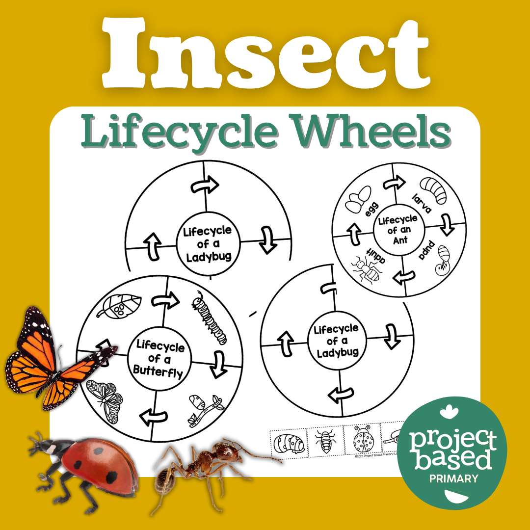Insect Life Cycle Wheels
