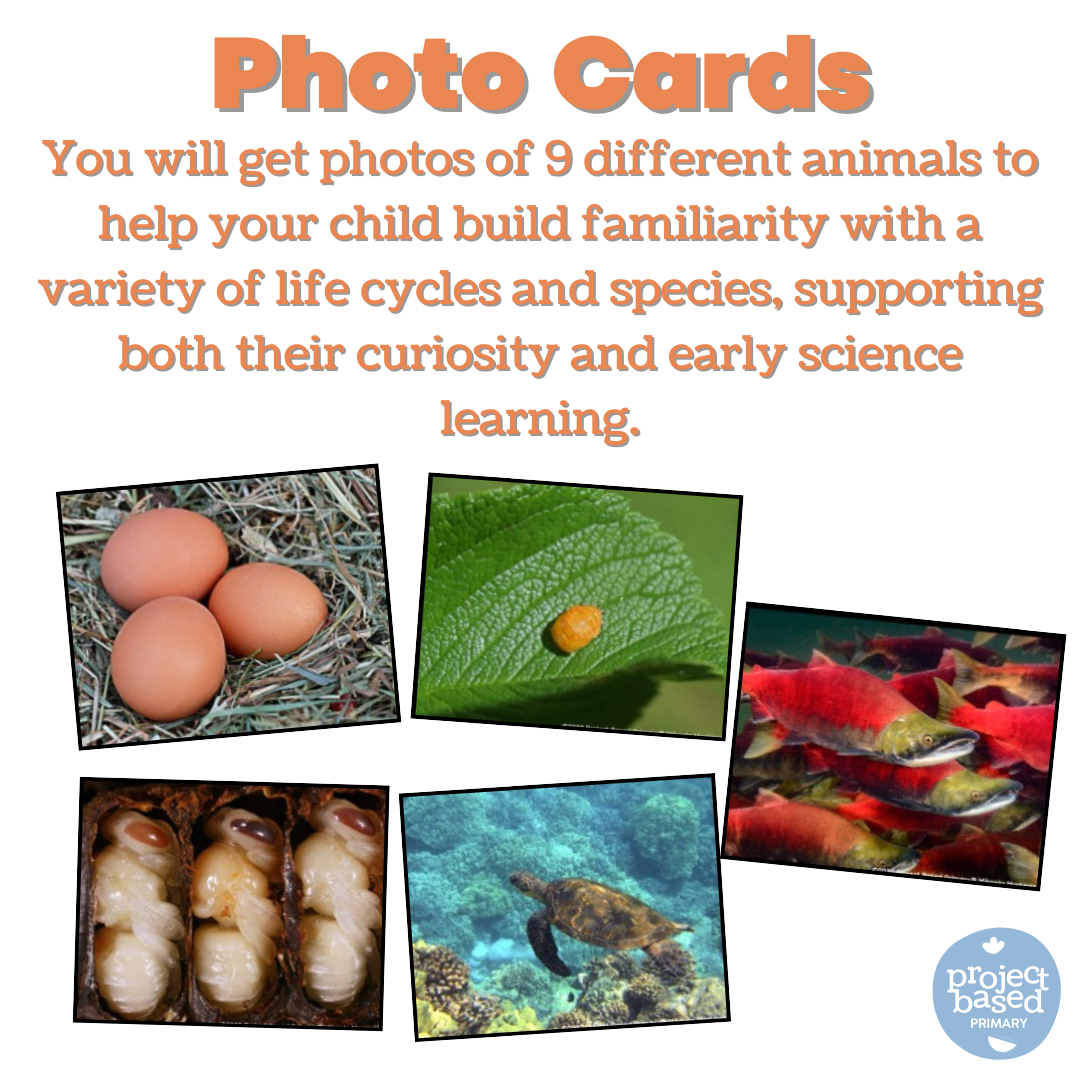 Life Cycles of Living Things