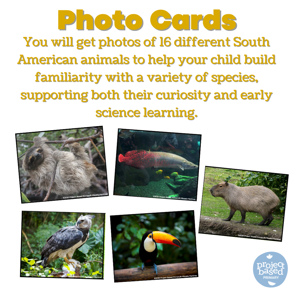 South American Animal Matching Cards