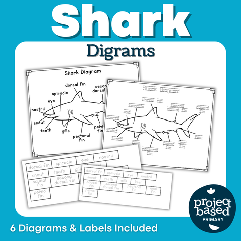 Shark Diagrams