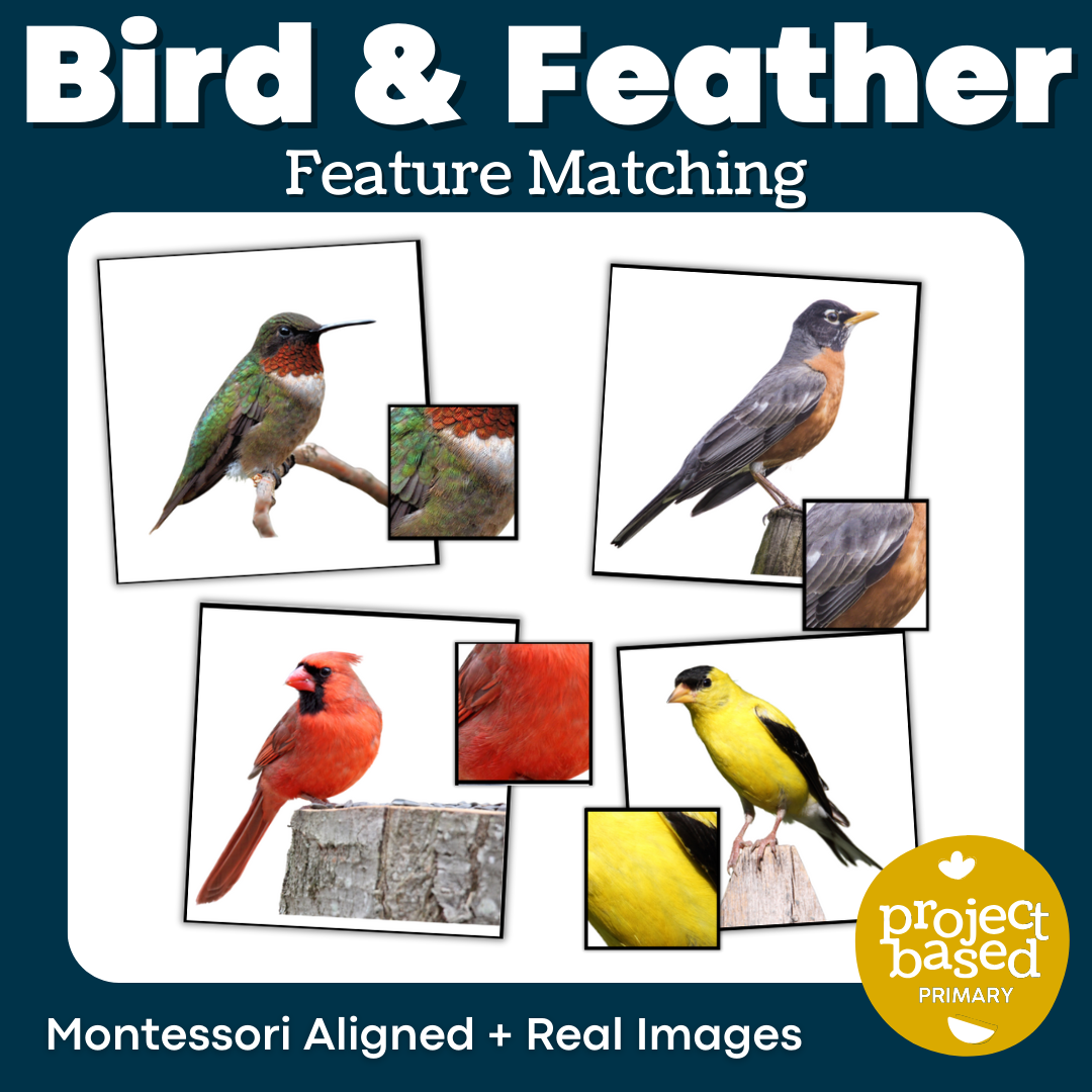 Bird and Feather Match