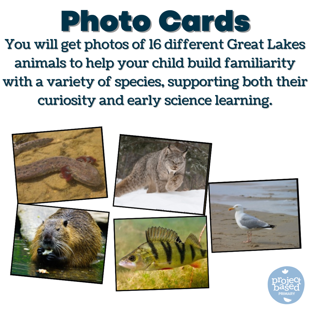 Great Lakes Animal Matching Cards