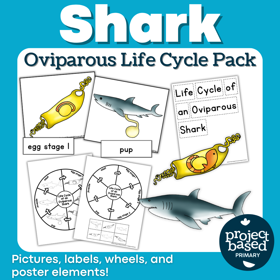 Shark Oviparous Life Cycle Pack
