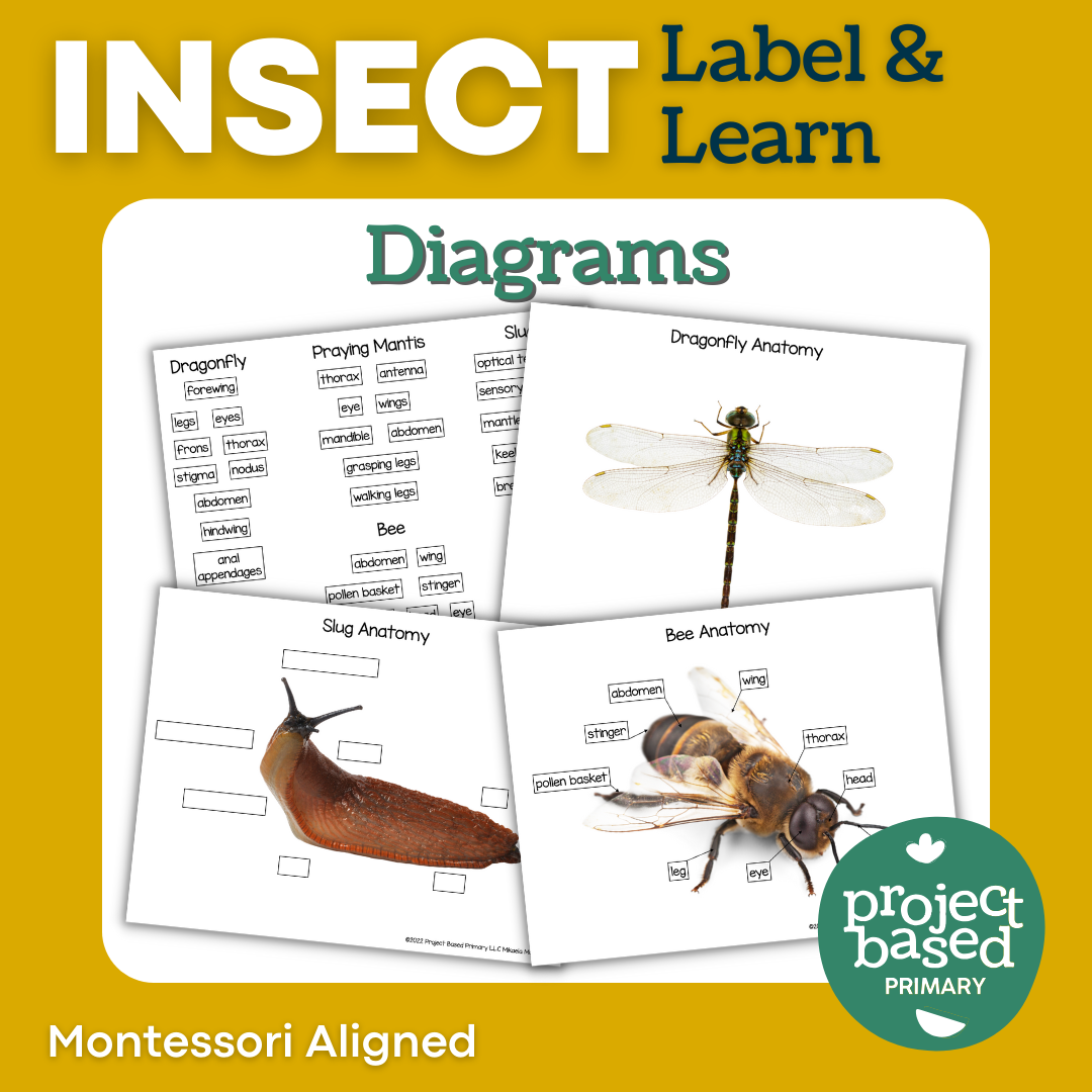 Insect Diagrams – Project Based Primary