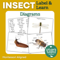 Insect Diagrams