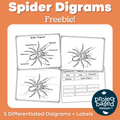 Spider Diagram Freebie