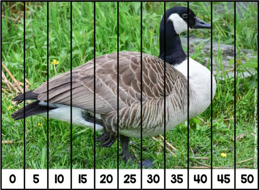 Skip Counting Puzzles | Repeated Addition | Beginning Multiplication