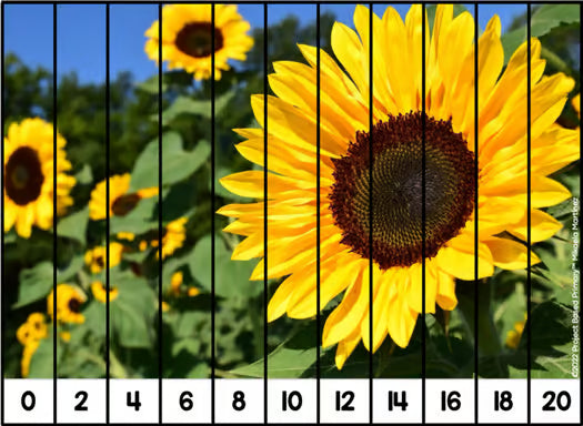 Skip Counting Puzzles | Repeated Addition | Beginning Multiplication