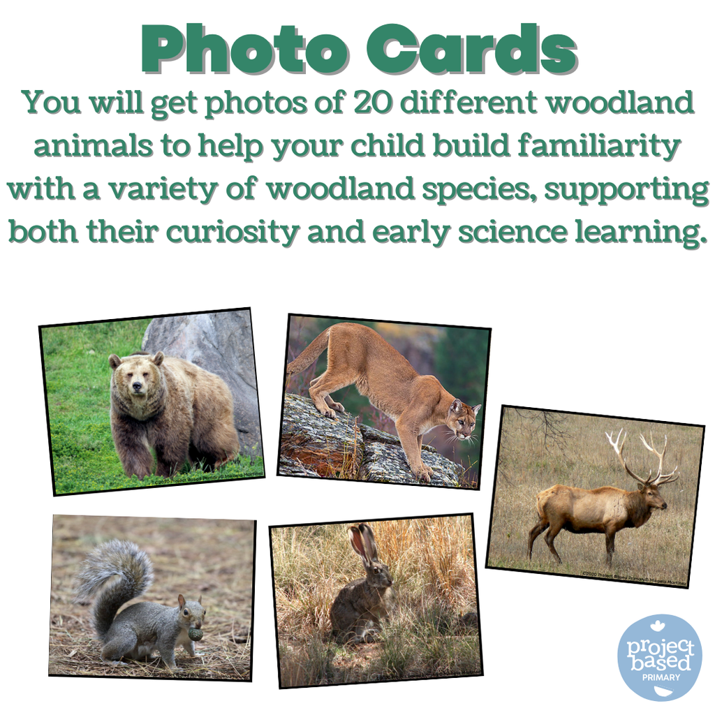 Woodland Animal Matching Cards