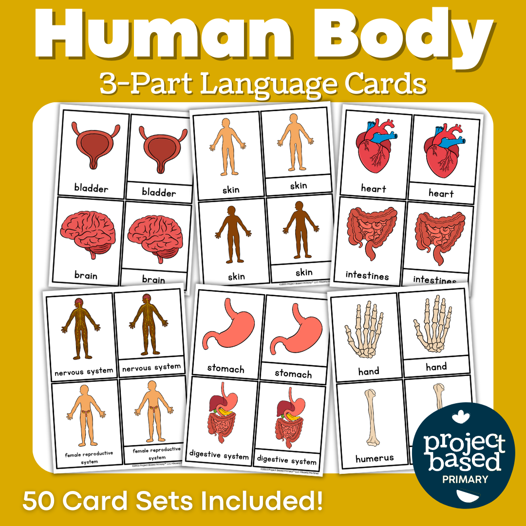 Human Body 3 Part Cards