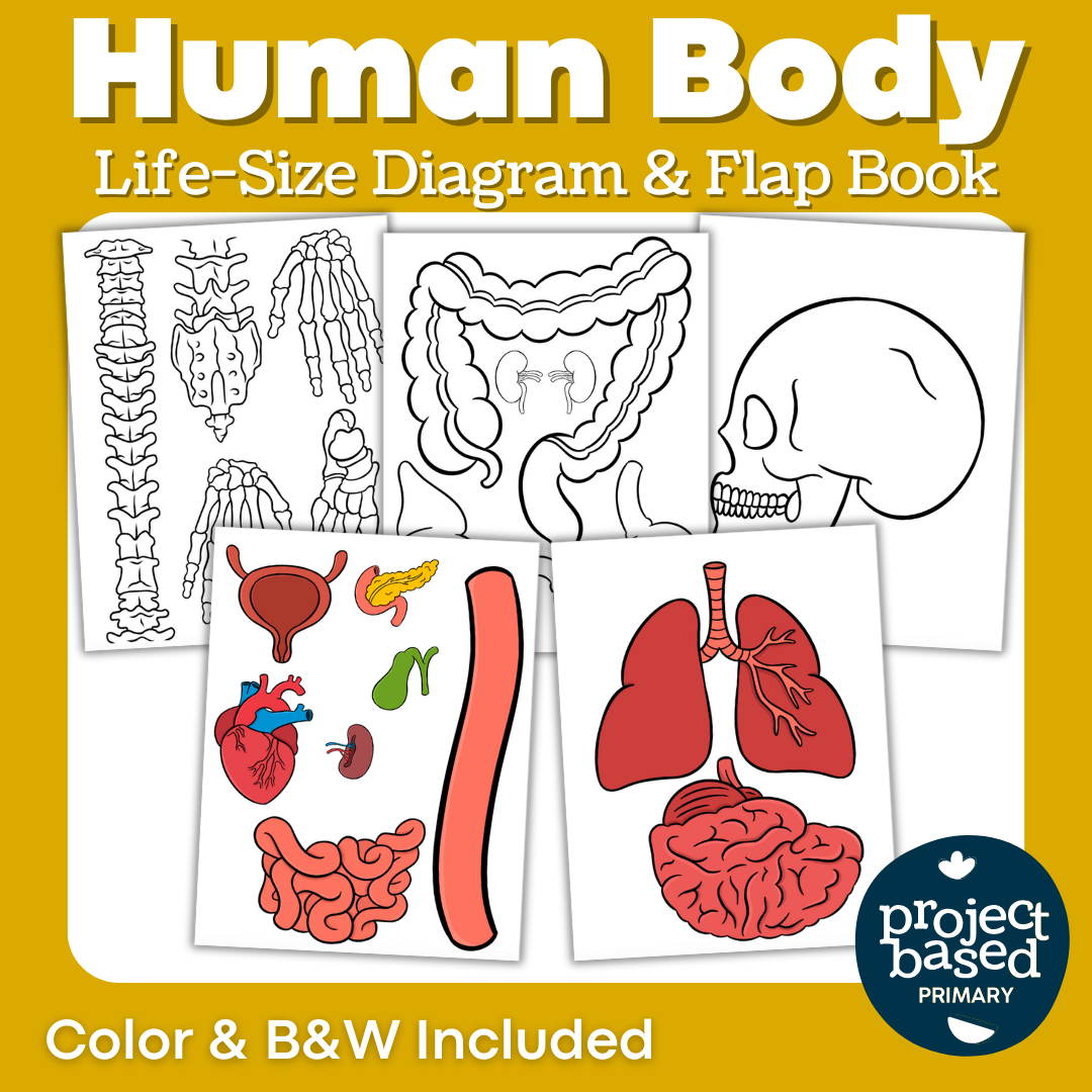 Human Body Life Size Diagram
