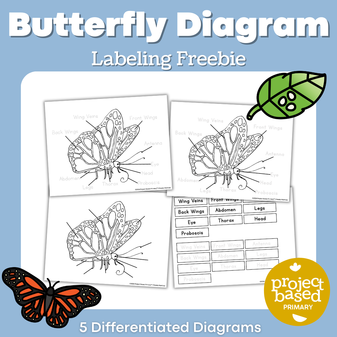 Butterfly Diagram Freebie – Project Based Primary