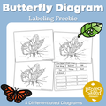 Butterfly Diagram Freebie