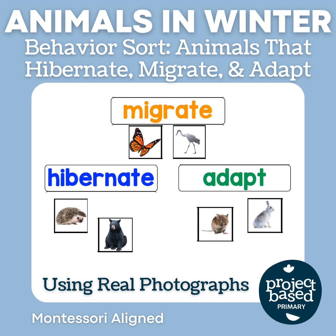 Animals in Winter: Behavior Sort - Hibernate, Migrate, Adapt