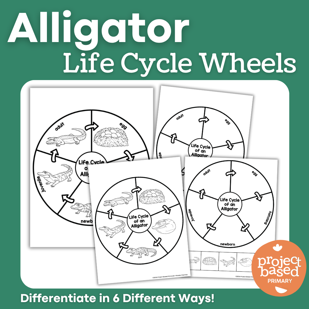 Alligator Life Cycle Wheels