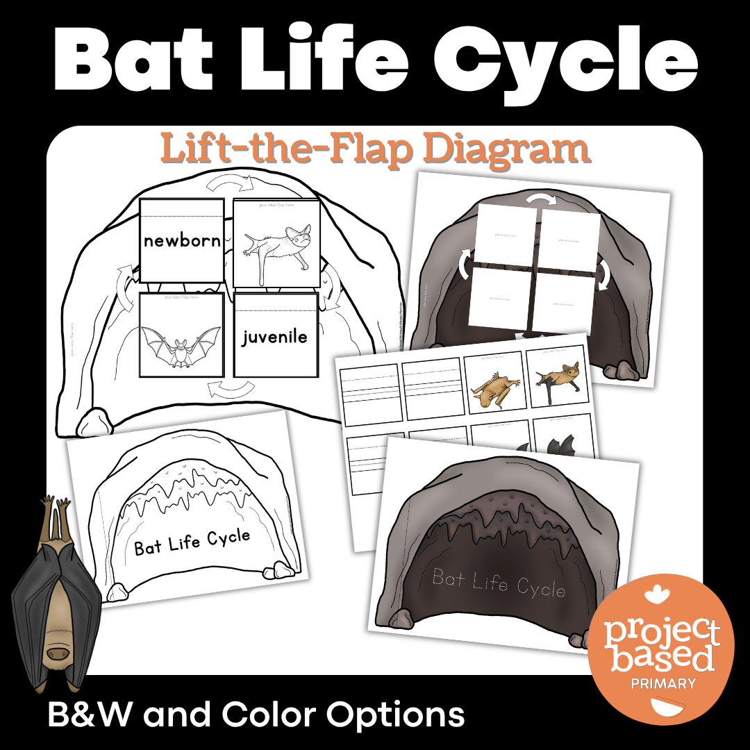 Bat Life Cycle Lift-the-Flap Diagram