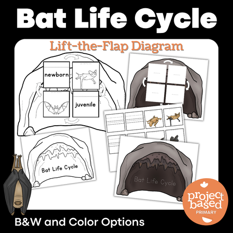 Bat Life Cycle Lift-the-Flap Diagram