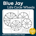 Blue Jay Life Cycle Wheels