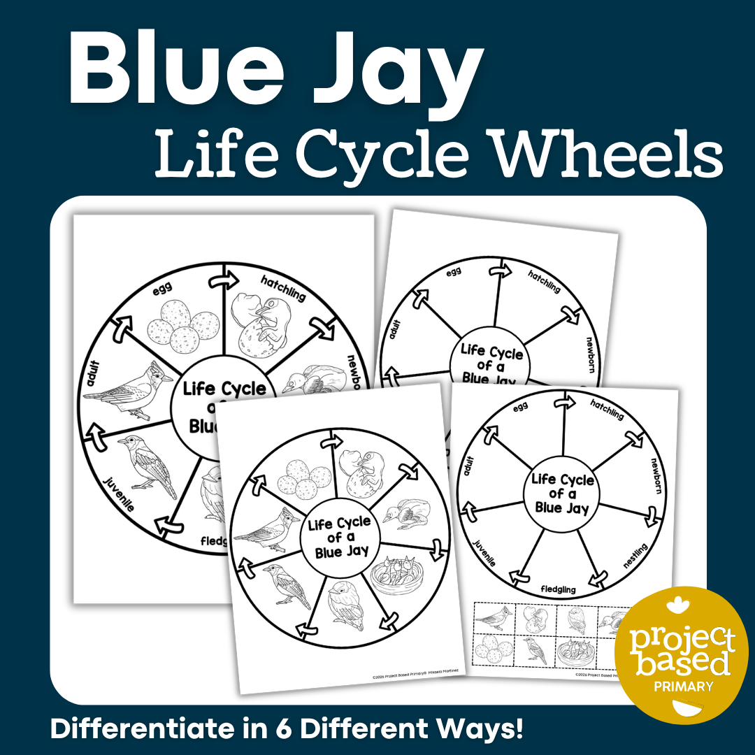 Blue Jay Life Cycle Wheels