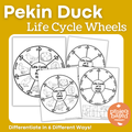Duck Life Cycle Wheels