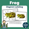 Frog Diagram