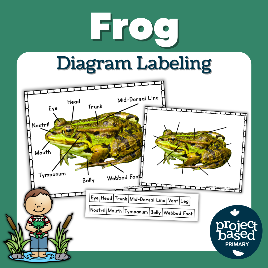 Frog Diagram