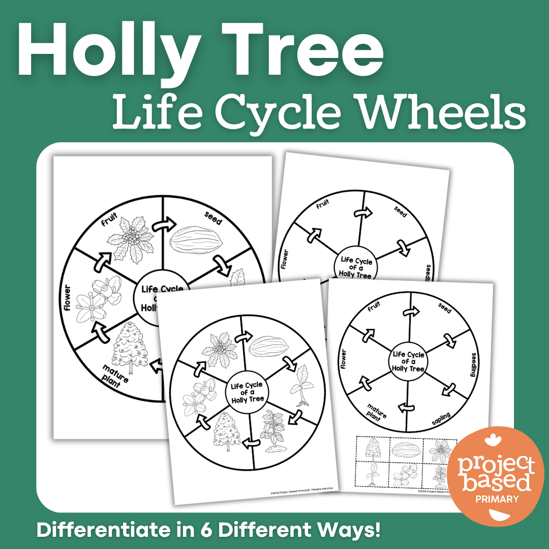 Holly Tree Life Cycle Wheel