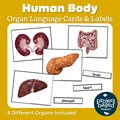 Human Organs Matching Cards