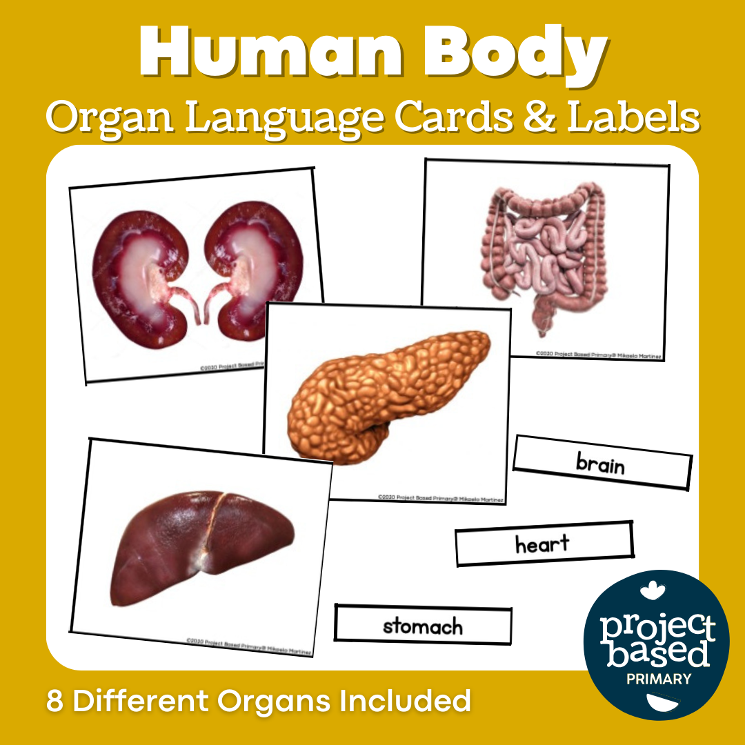 Human Organs Matching Cards