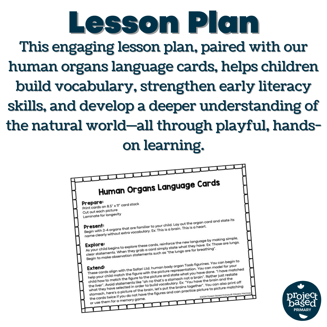 Human Organs Matching Cards