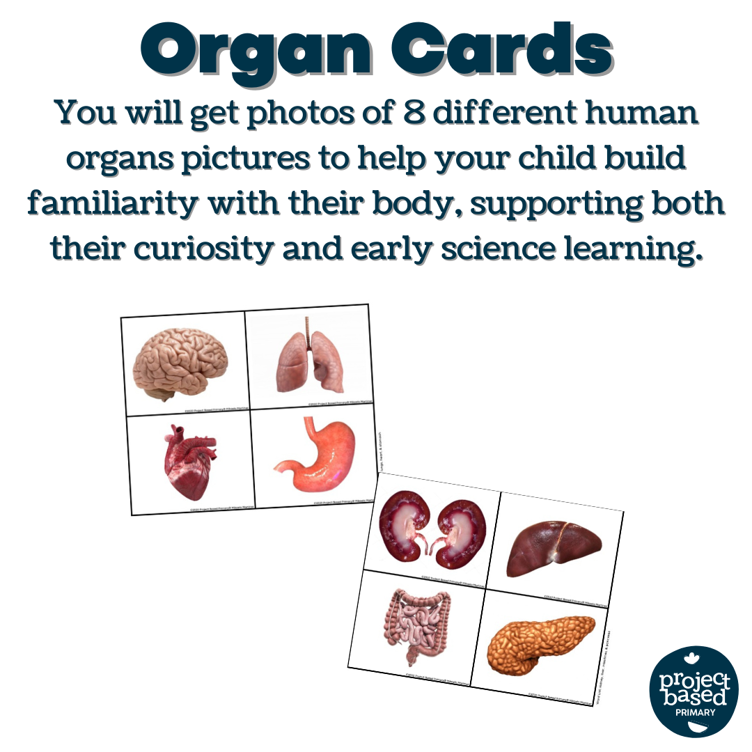 Human Organs Matching Cards