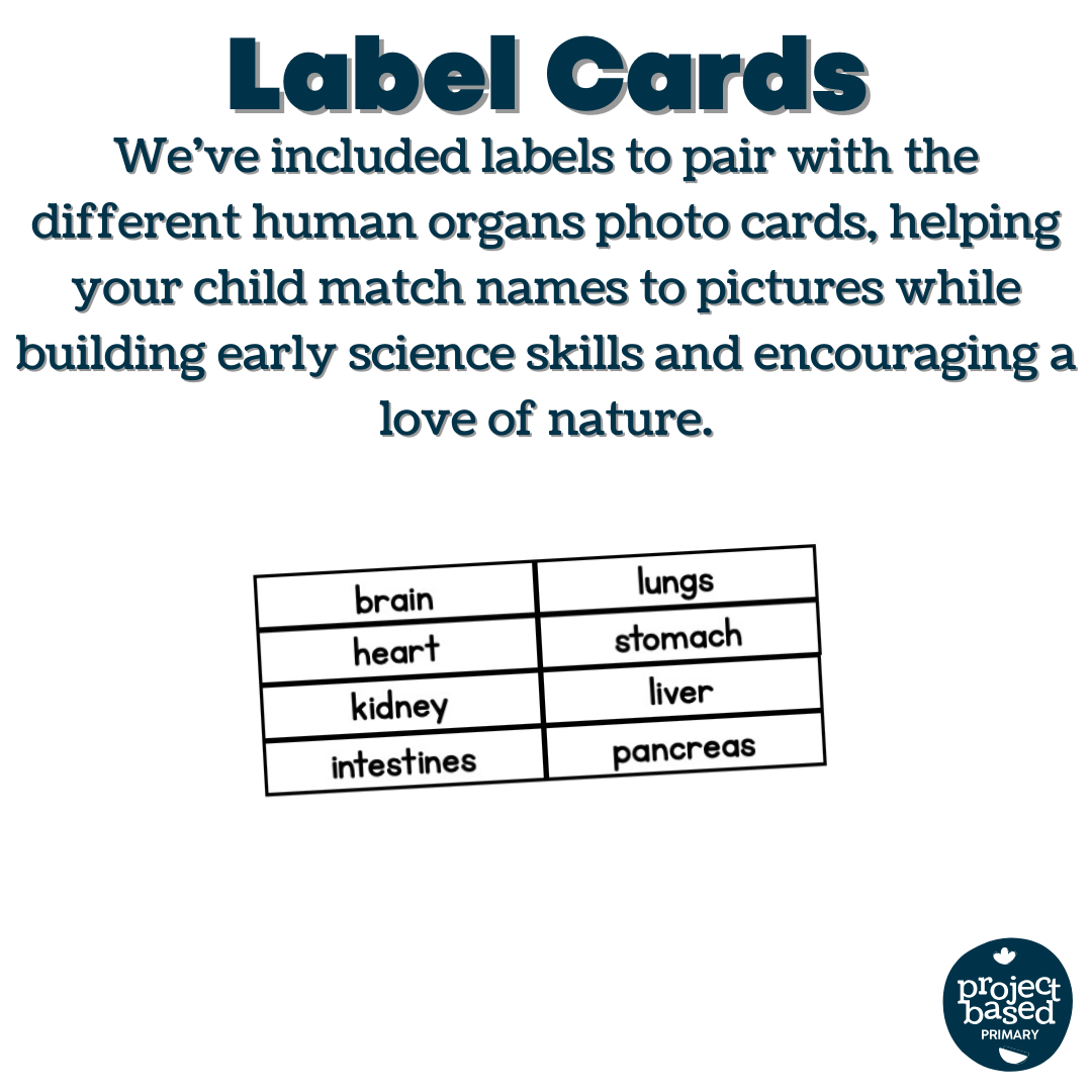 Human Organs Matching Cards