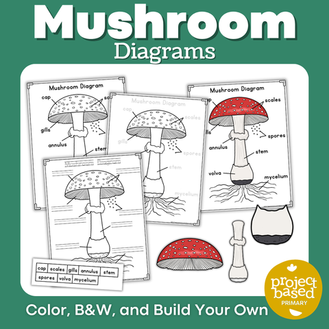 Mushroom Diagrams Build a Mushroom
