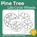 Pine Tree Life Cycle Wheel