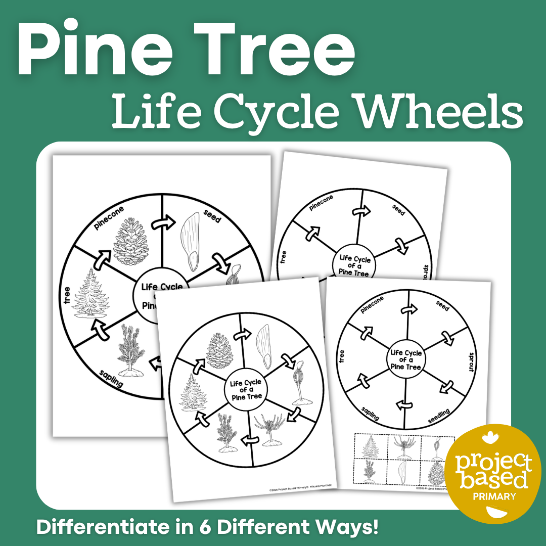 Pine Tree Life Cycle Wheel