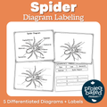 Spider Diagram