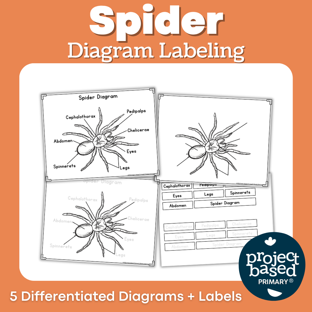 Spider Diagram